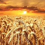 A stunning wheat field basking under a vibrant sunrise, showcasing agriculture's beauty.
